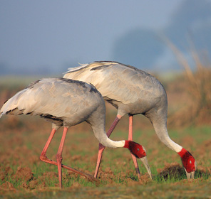 Keoladeo National Park